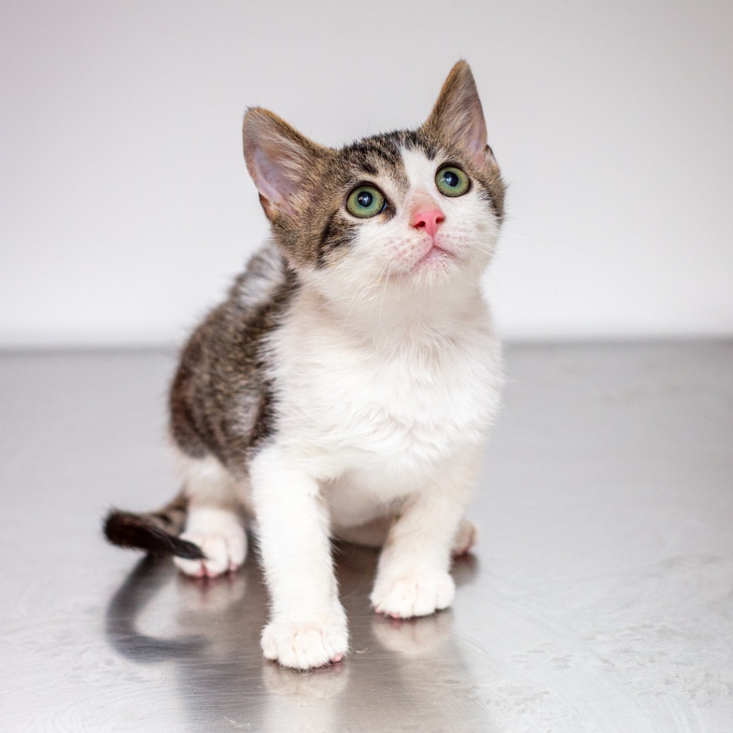 WALTER - Domestic Shorthair / Mix available for adoption