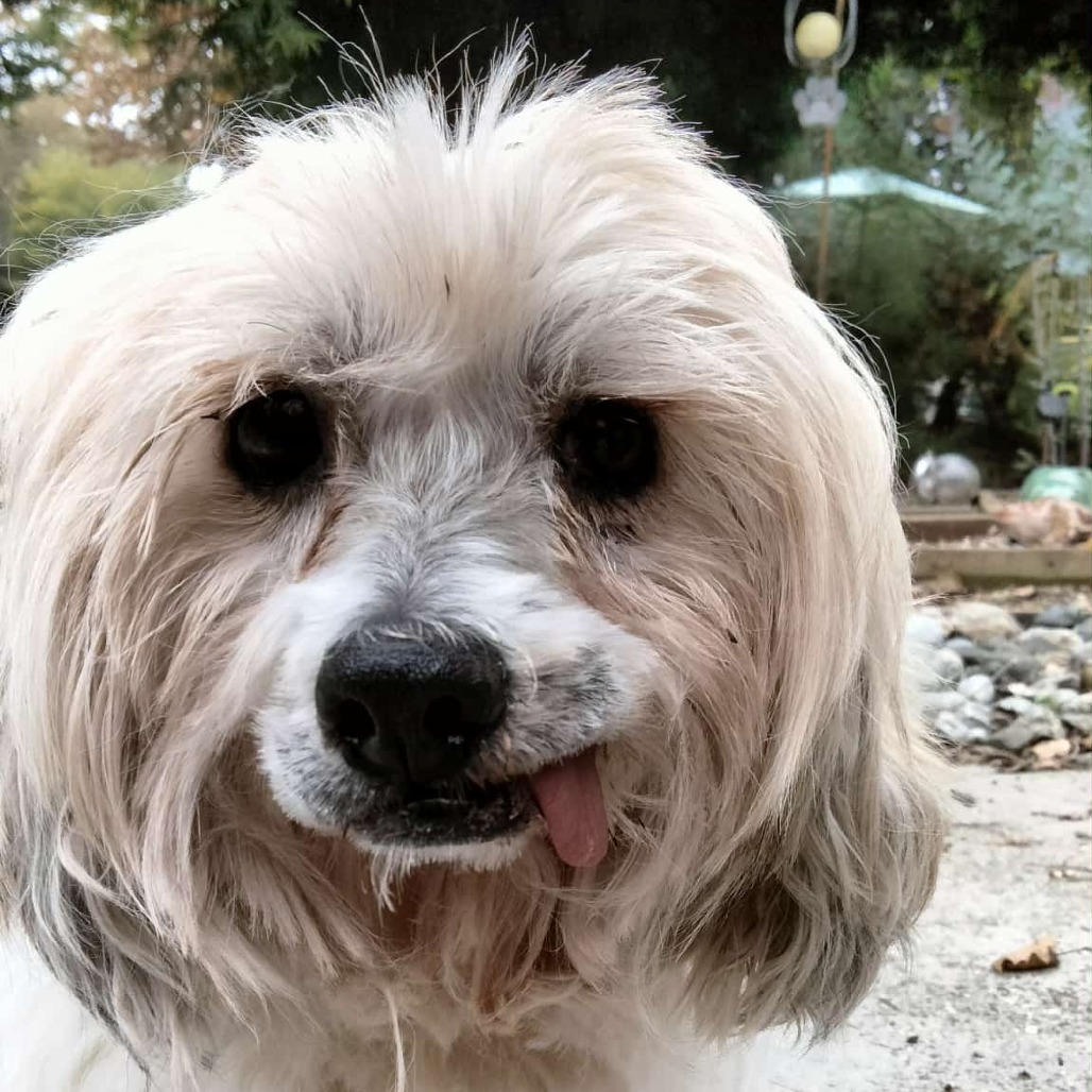 Gizmo — thumbnail 3