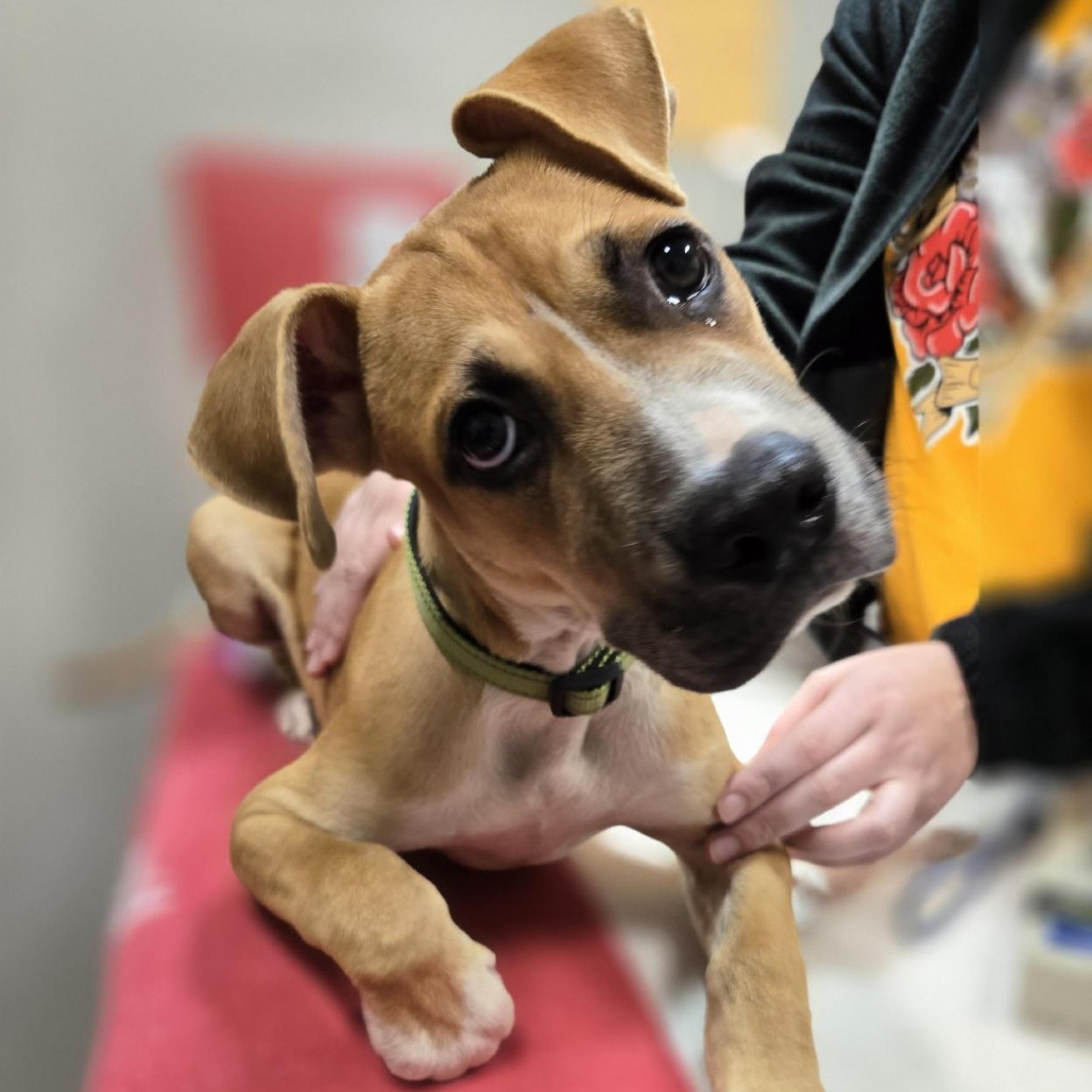 STERLING - Mixed Breed (Medium) available for adoption