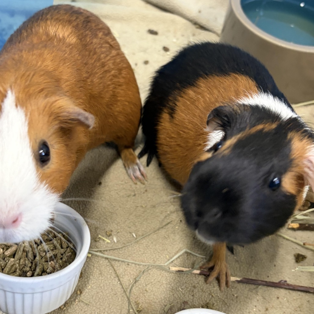 COOKIE (AND CINNAMON)