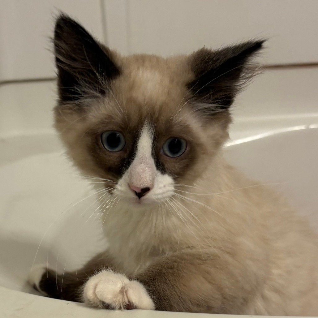Olaf, adopted