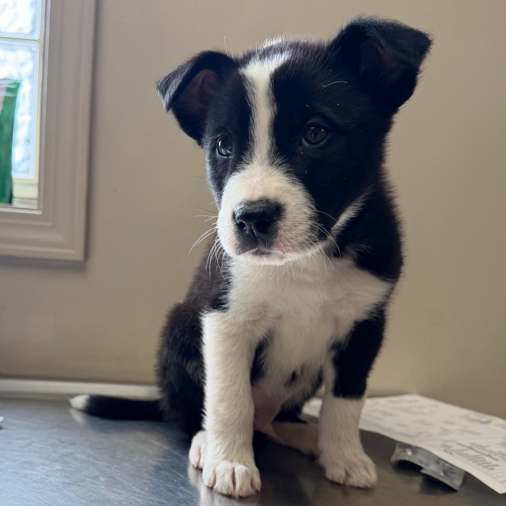 Tusc Stray 83572 2 3