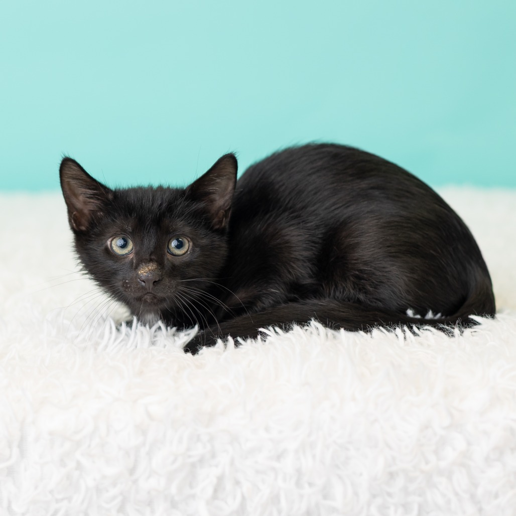Barnabas Neko, photo 4