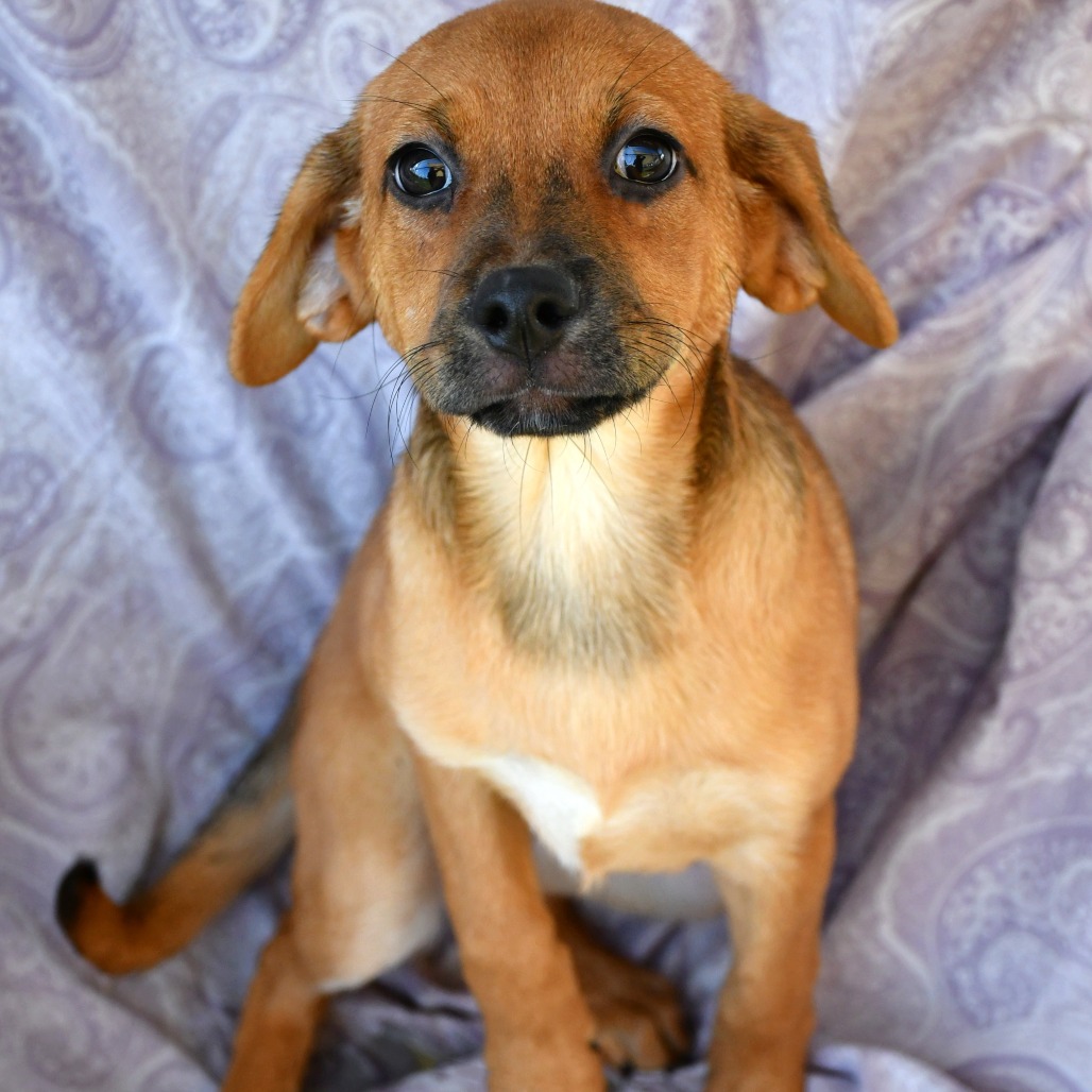BRIE - Hound available for adoption