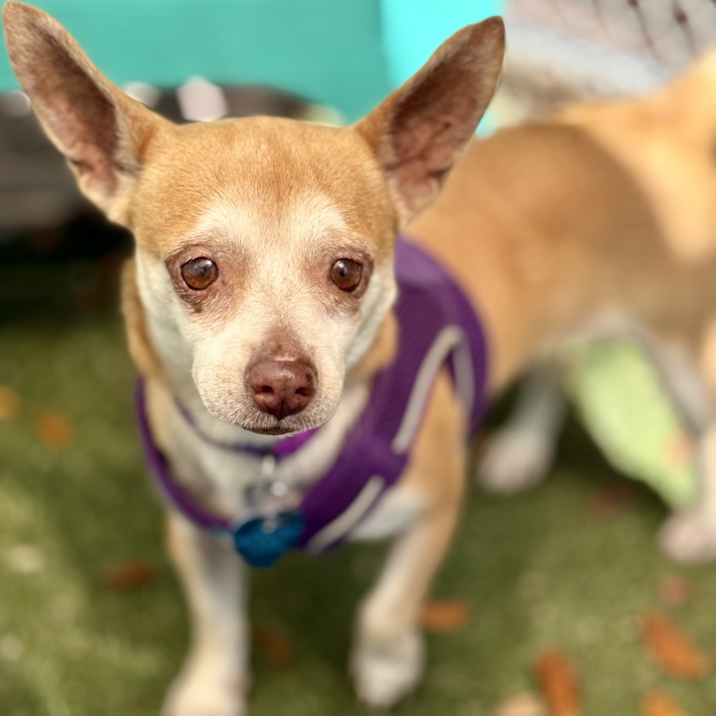 Close-up photo of Lola