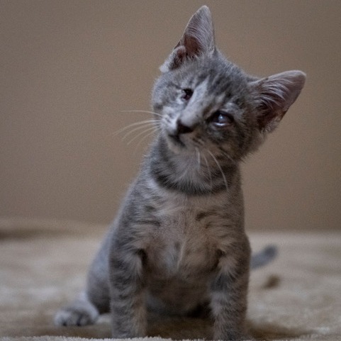 STEEL - Domestic Shorthair available for adoption