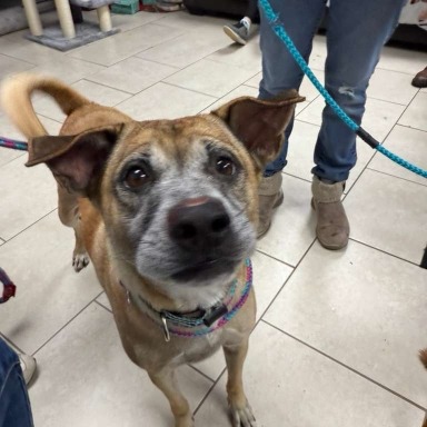 Lassy — thumbnail 2