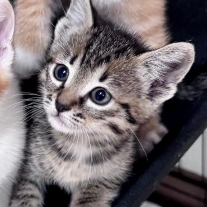 WILMA - Domestic Shorthair available for adoption