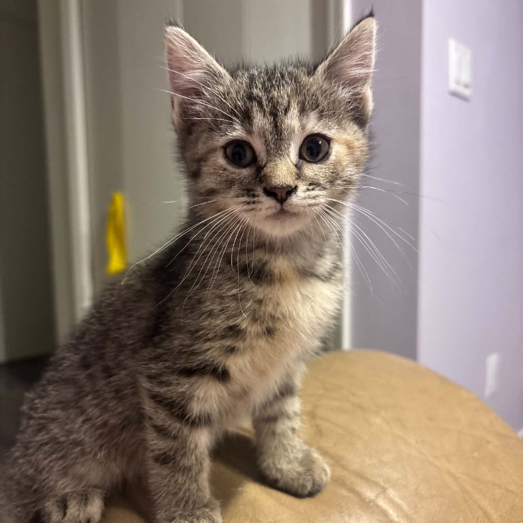 CLOVER - Domestic Shorthair available for adoption