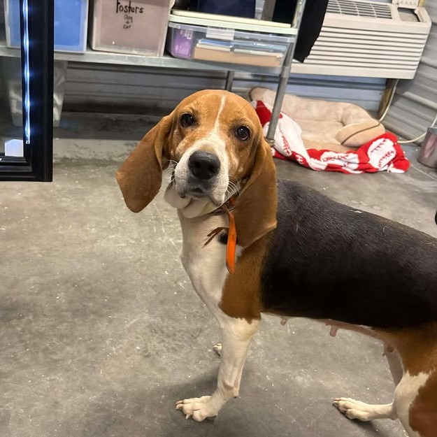 LADY BIRD - Coonhound / Treeing Walker available for adoption