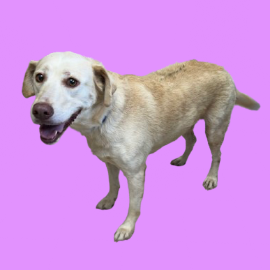 Nala