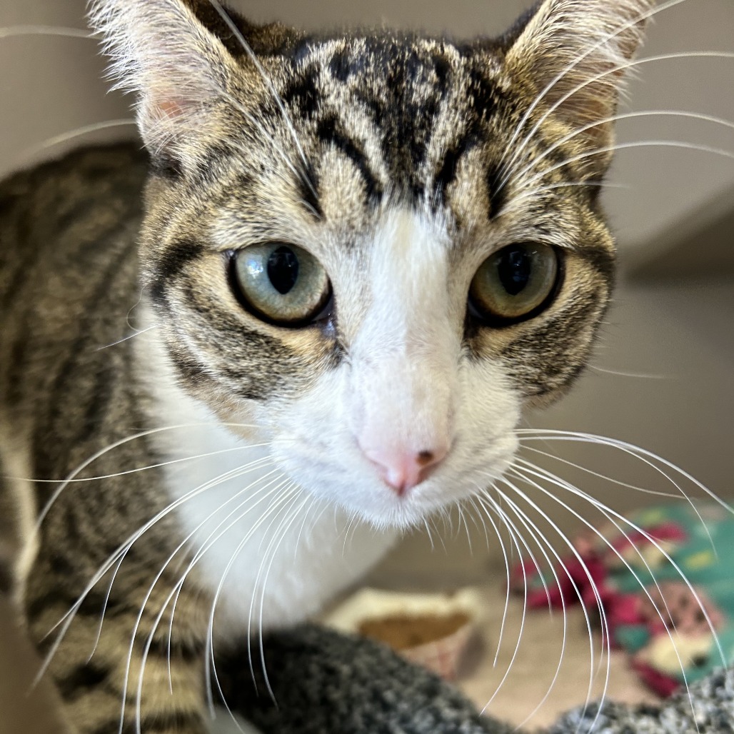 Meli - Domestic Shorthair