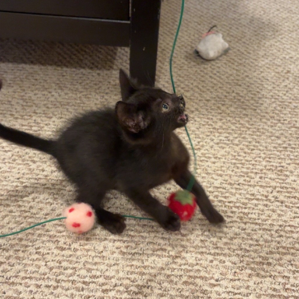 CICADA 1 - Domestic Shorthair available for adoption
