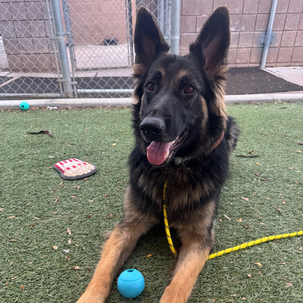 CINNAMON - Shepherd / German available for adoption