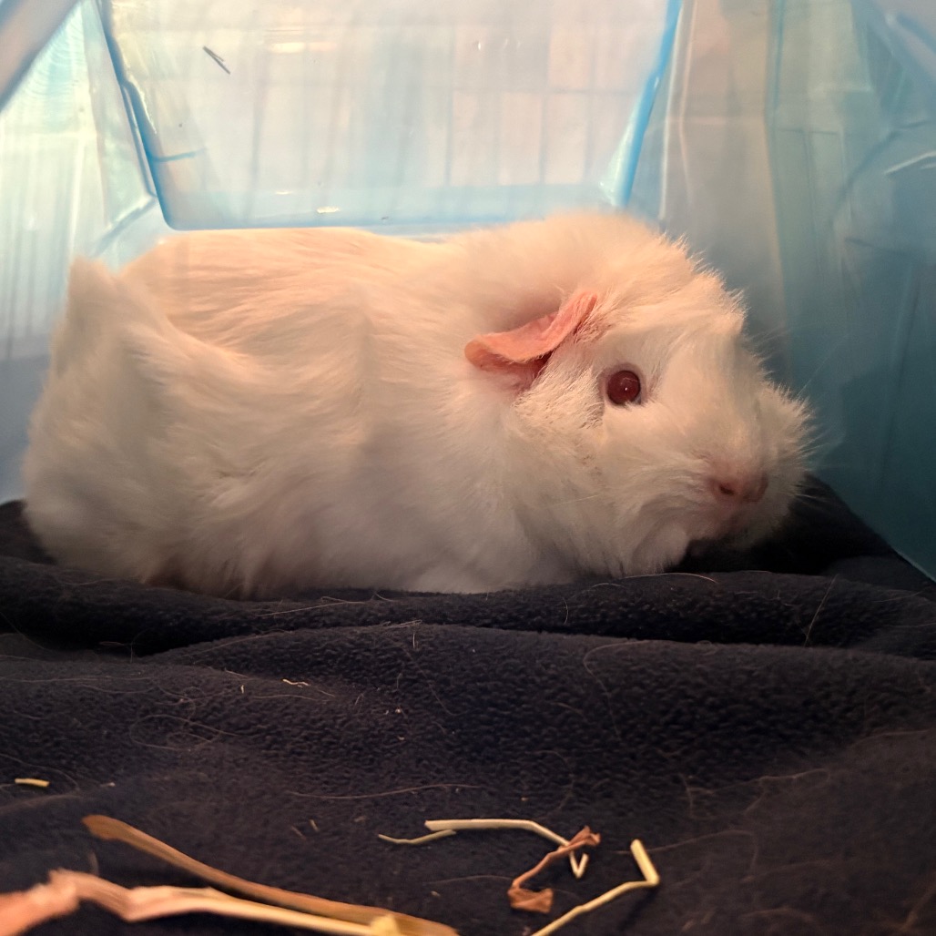 Coco, photo 5