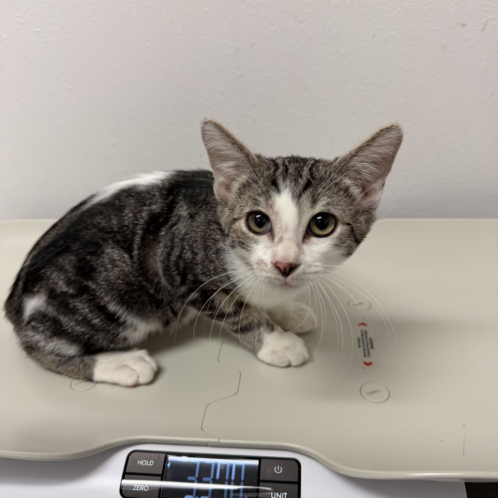 XULLA X2 - Domestic Shorthair for adoption in Edinburg