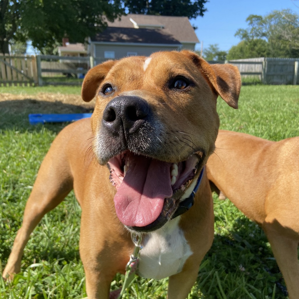 JERRY - Mixed Breed (Large) available for adoption