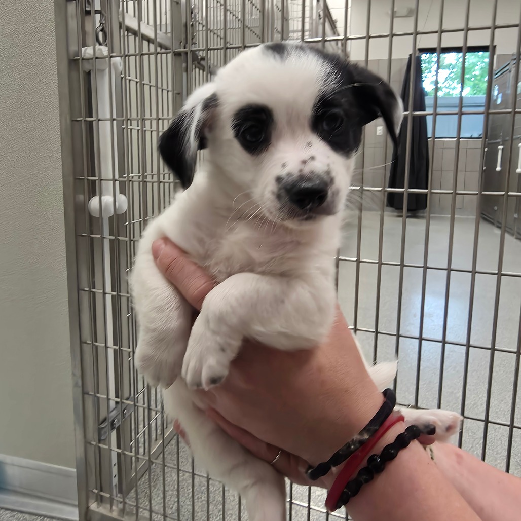 zoe pup 1 (Chase)