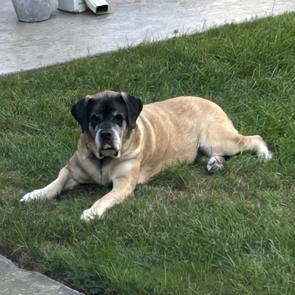 Ruby, photo 22