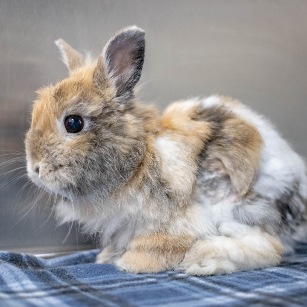 Acorn (bonded to Randi), photo 7