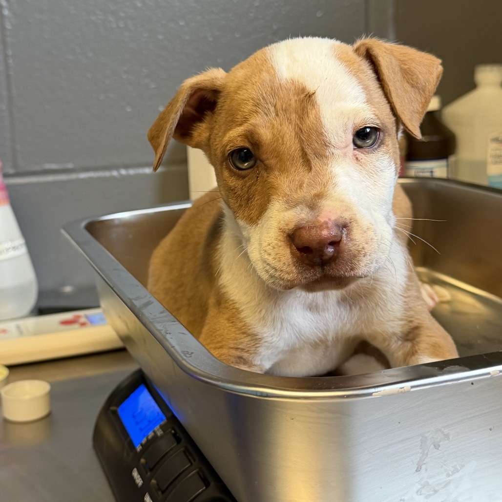 Tusc Stray 83964 2 3