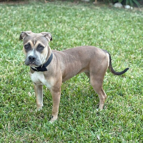 Willow, photo 8