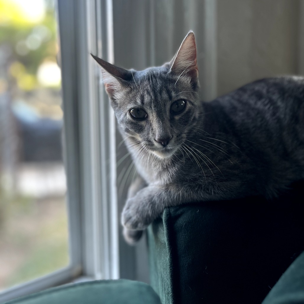 Tzatziki, photo 20