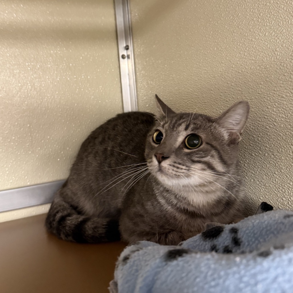 Monkey Bread: Male 6 Domestic Shorthair