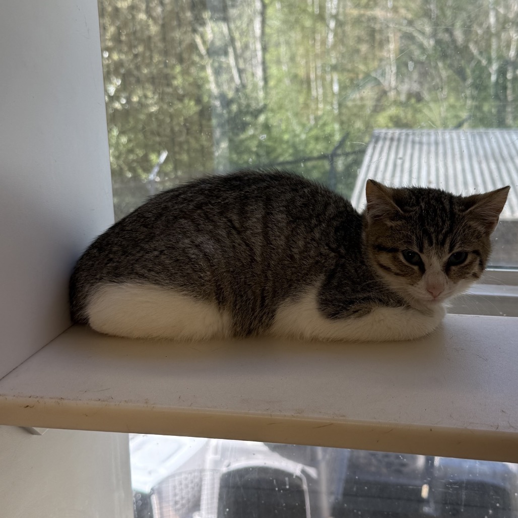 Tusc Wildlife 83675 2