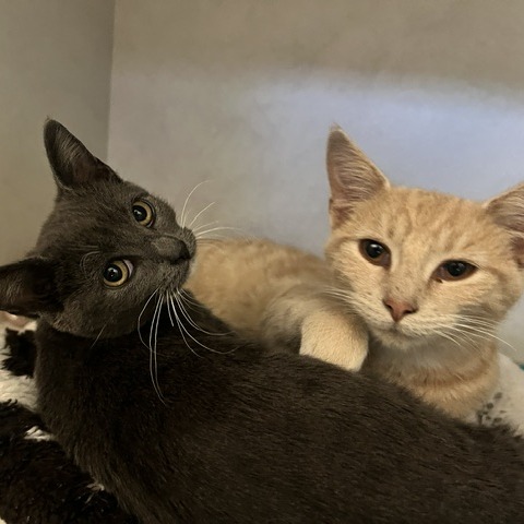 VIOLET VAMP - Domestic Shorthair available for adoption