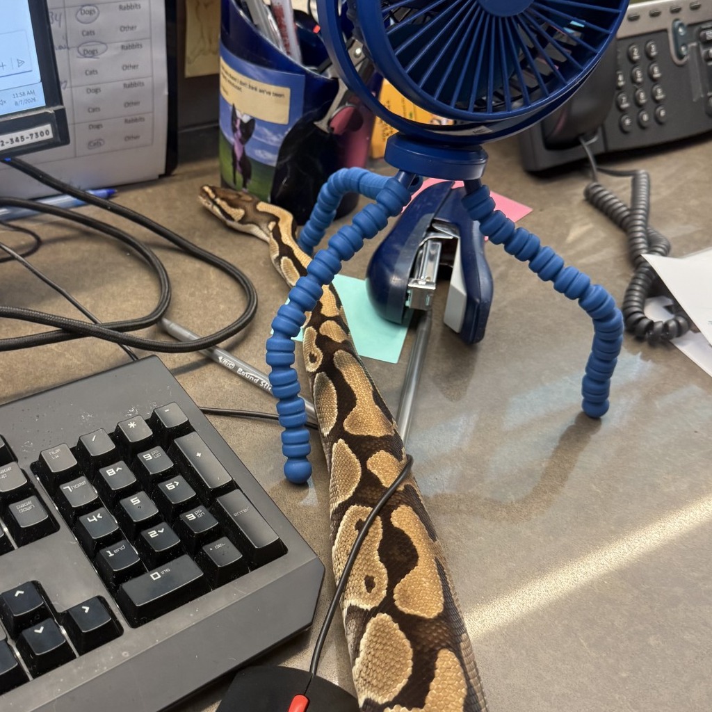 Photo of Tsuchinoko 10