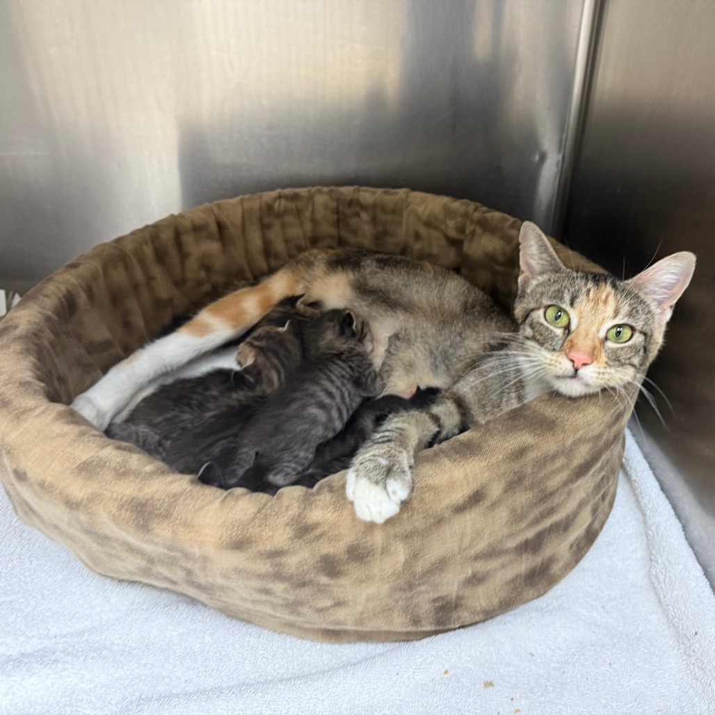 CASINO - Domestic Shorthair available for adoption