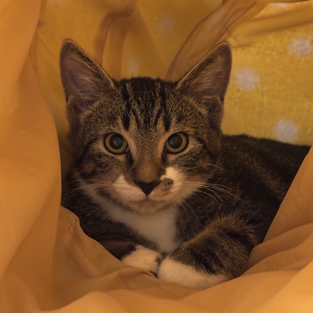 GUMMI BEAR - Domestic Shorthair available for adoption