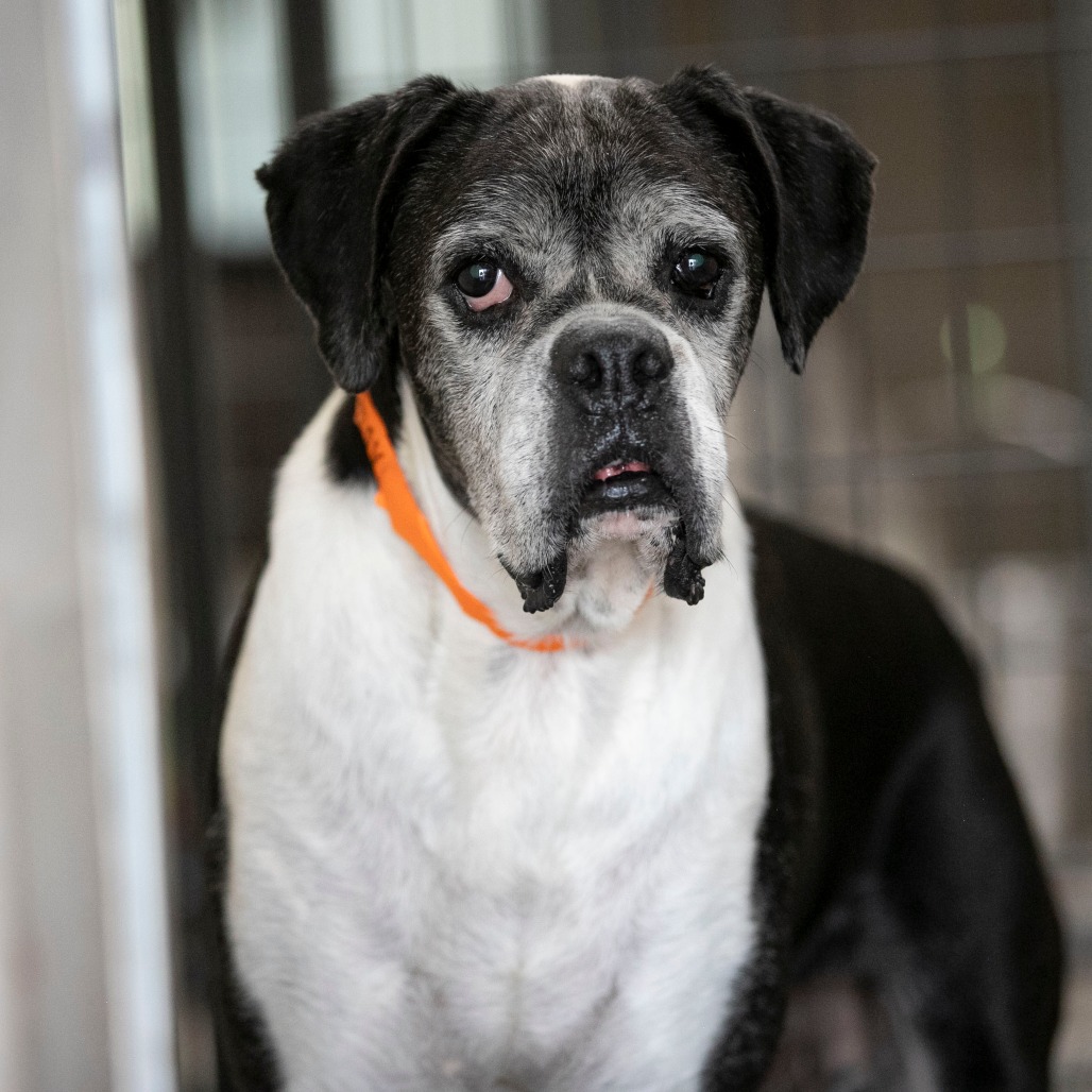 WICKET (AG26-94) - Boxer available for adoption
