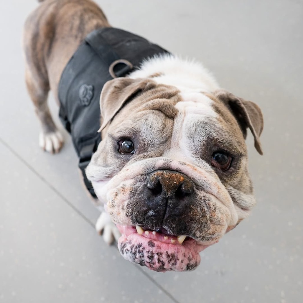 Bulldog