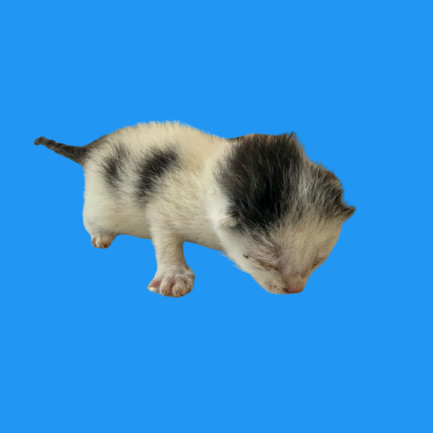Tusc Stray 81586 2