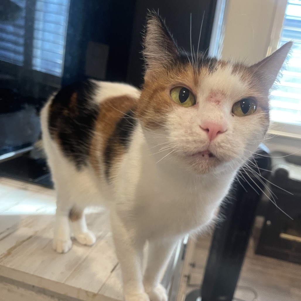 Zoe, photo 6