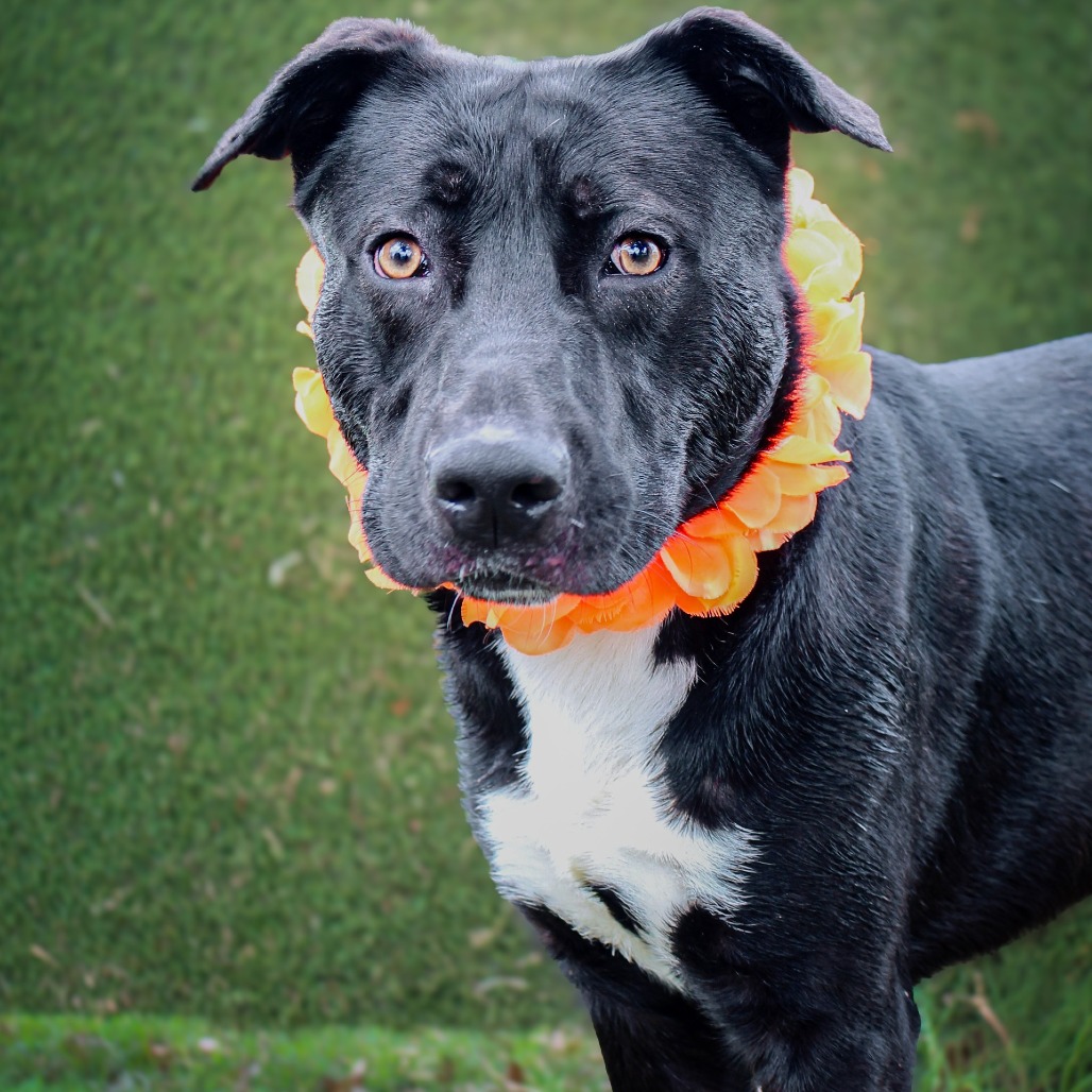 Earl, an adoptable dog at SPCA-BC
