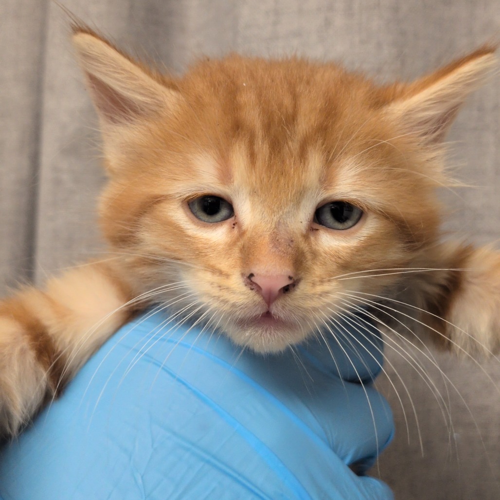 CORTADO - Domestic Medium Hair available for adoption