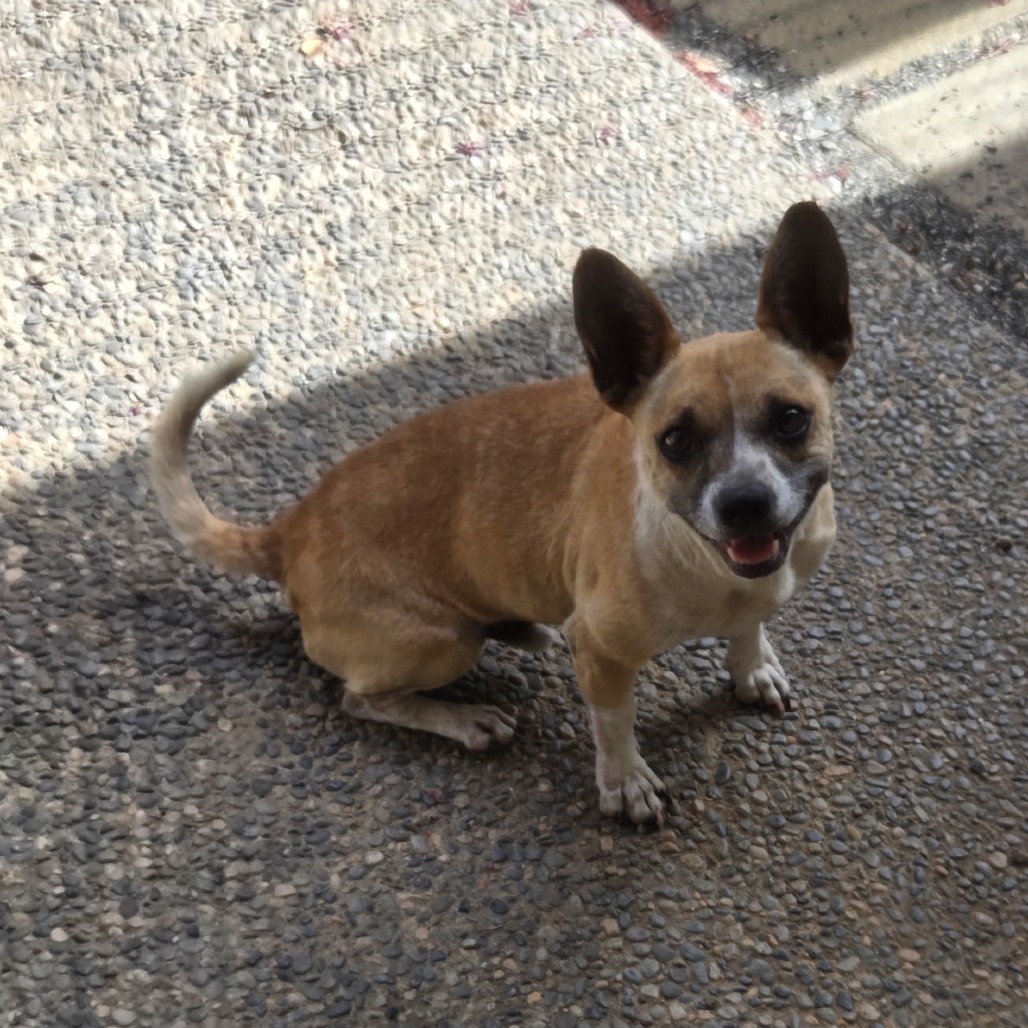 Buddy, photo 3
