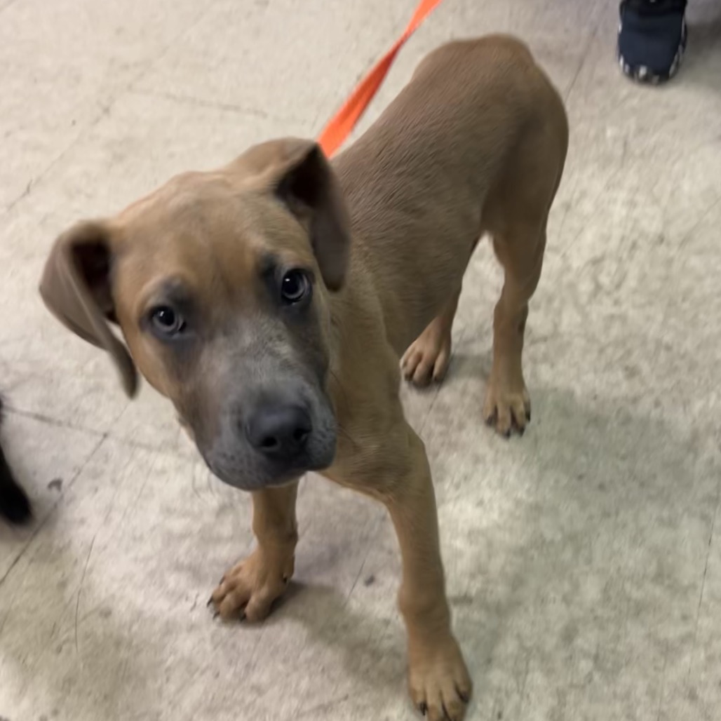 Rhodesian Ridgeback