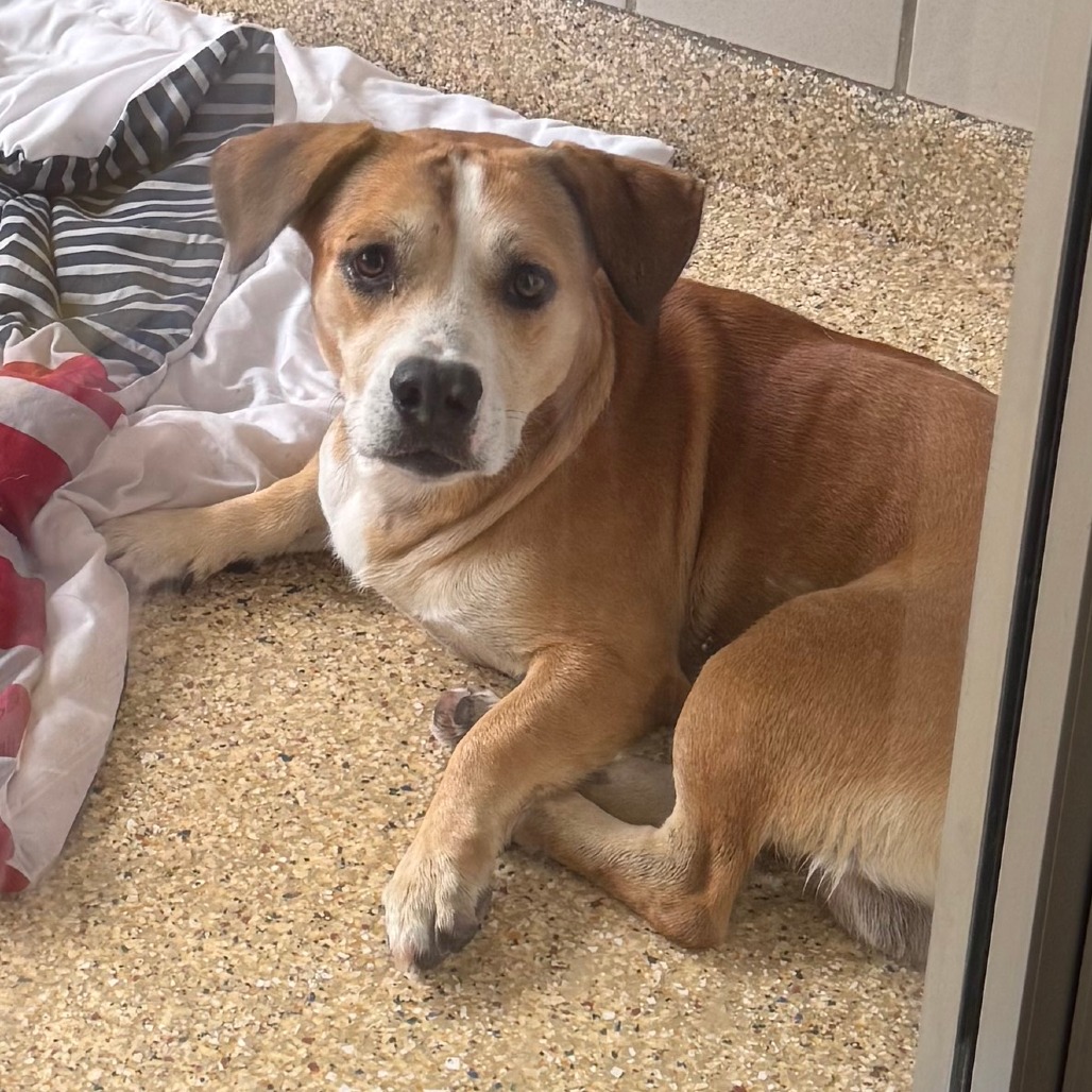 STRAWBERRY - Mixed Breed (Medium) available for adoption