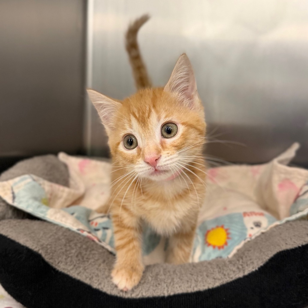 YAM - Domestic Shorthair available for adoption