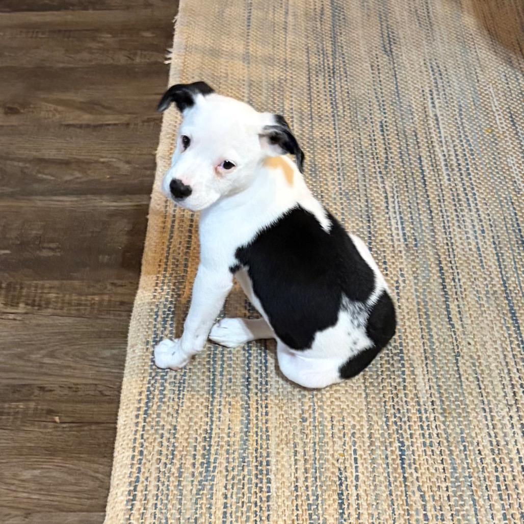 Charlie, photo 2