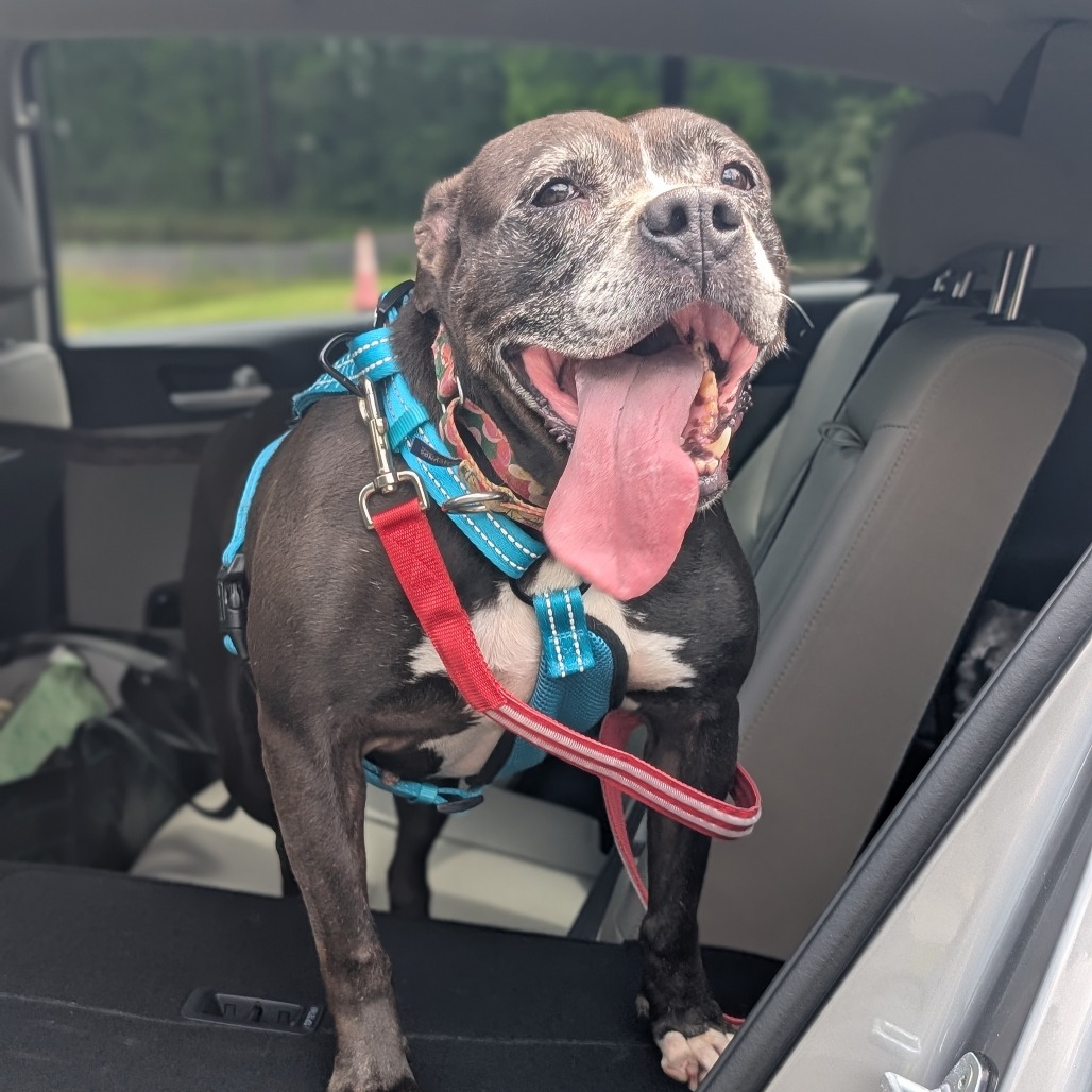 Gracie 01-1837, photo 4