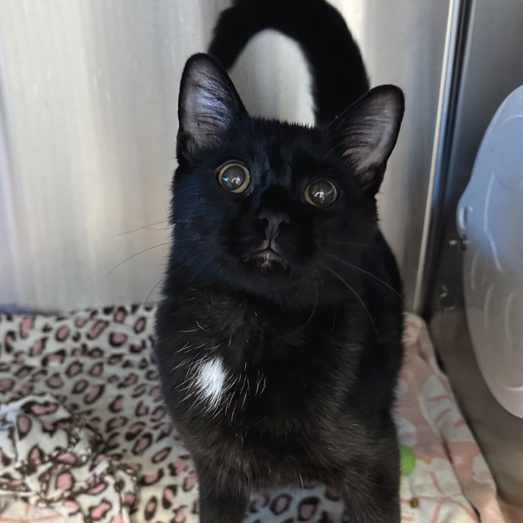 CASH - Domestic Shorthair available for adoption