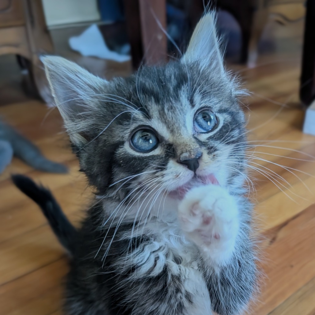 KIVA - Domestic Medium Hair available for adoption
