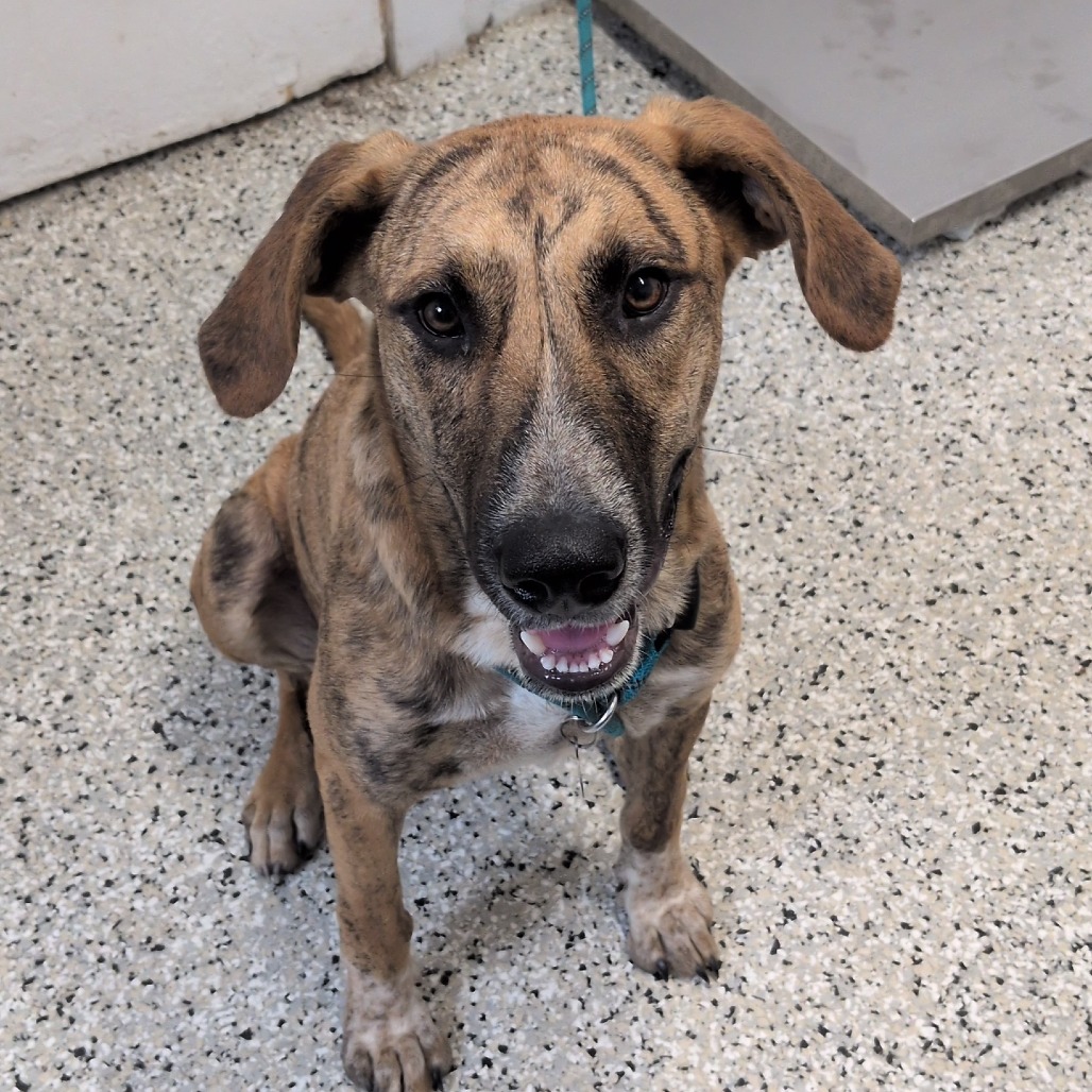 SCOOBY - Great Dane / Mix available for adoption
