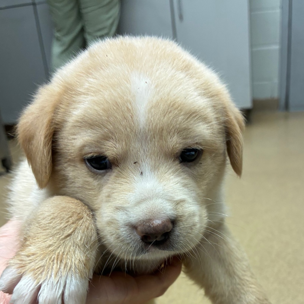 Photo of Thing, a dog adopted from Gulf Coast Humane Society