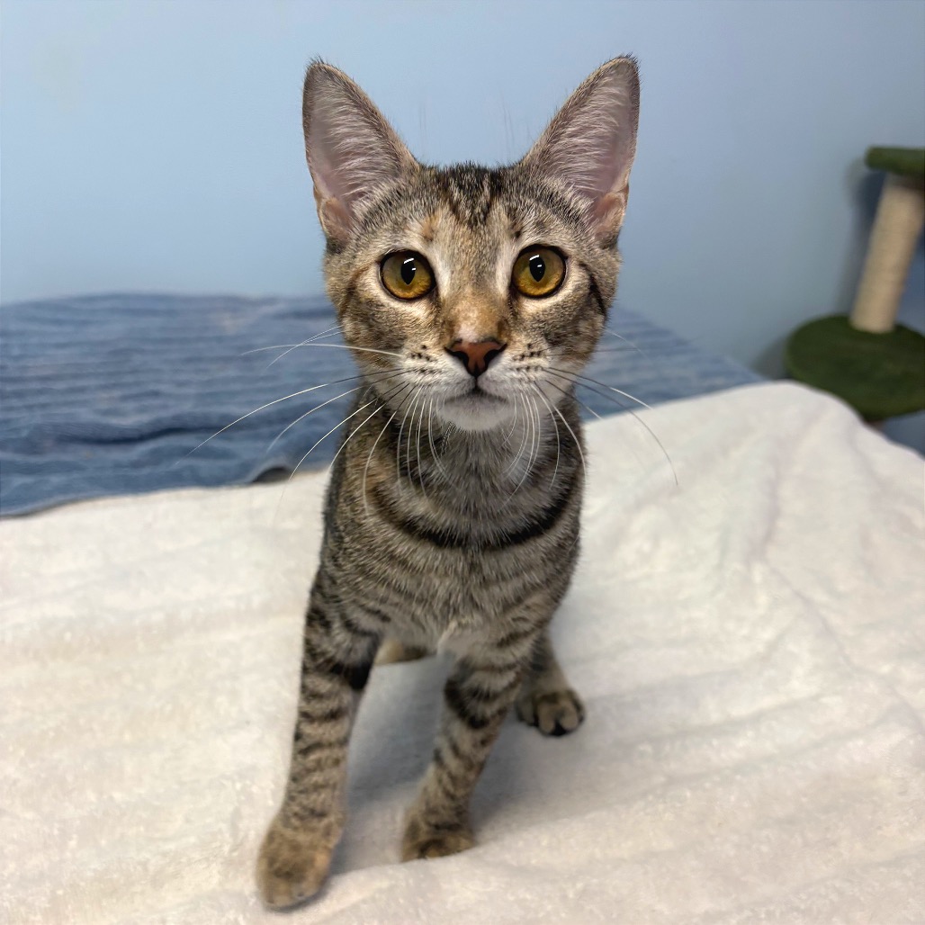 Another portrait of Artemis